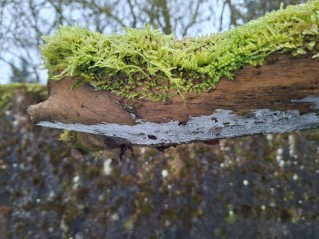Lyomyces sambuci