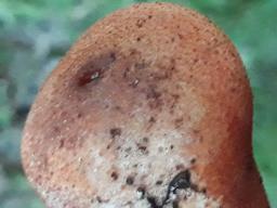 Fistulina hepatica
