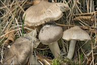 Tricholoma terreum
