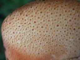 Fistulina hepatica
