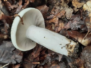 Lactifluus piperatus