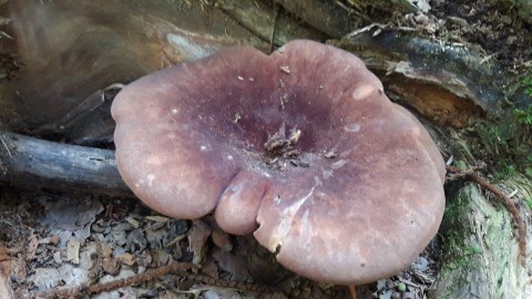 Tapinella atrotomentosa