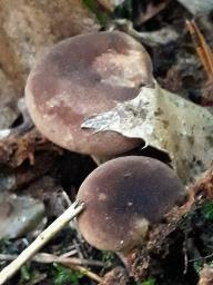 Tapinella atrotomentosa