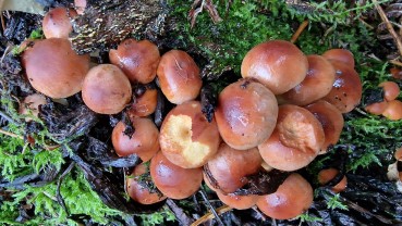 Hypholoma lateritium