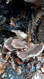 Pleurotus ostreatus