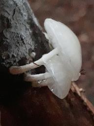 Mucidula mucida