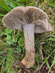 Pseudotricholoma metapodium