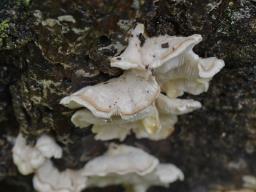 Osteina undosa