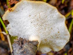 Neofavolus alveolaris