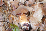 Imleria badia