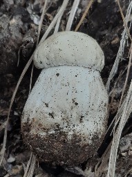 Boletus edulis