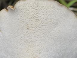 Polyporus tuberaster