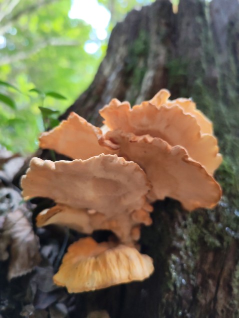 Laetiporus sulphureus