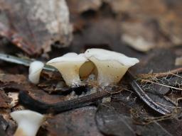 Cudoniella tenuispora