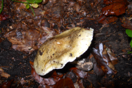 Tricholoma sejunctum