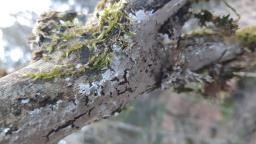 Lyomyces sambuci