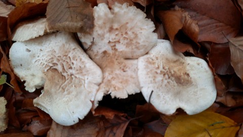 Tricholoma pardinum