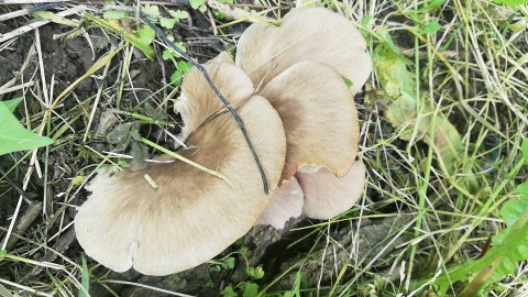 Pleurotus ostreatus
