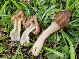 Morchella semilibera