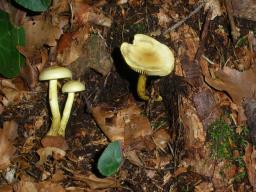 Tricholoma sulphureum