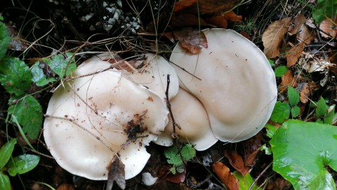 Lepista glaucocana