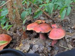 Rubroboletus dupainii