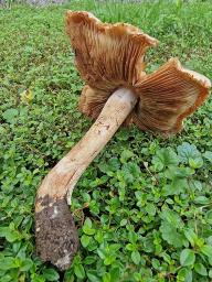 Inocybe fraudans