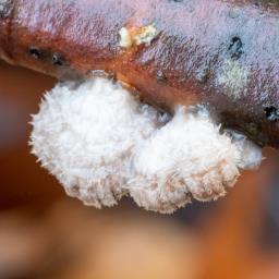 Schizophyllum commune