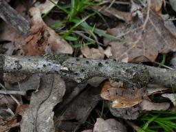 Botryosphaeria quercuum