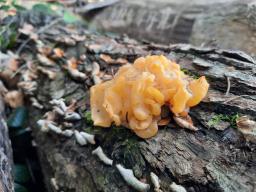 Naematelia aurantia
