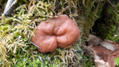 Discina ancilis