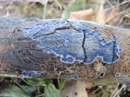 Terana coerulea