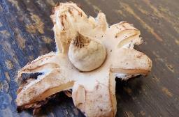 Geastrum elegans
