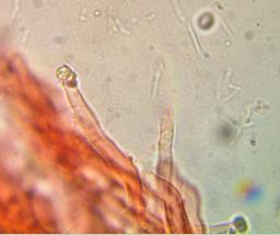 Rigidoporus crocatus