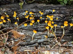 Vibrissea truncorum