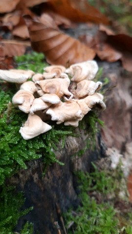 Panellus stipticus