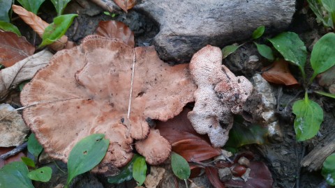 Abortiporus biennis