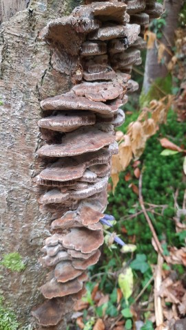 Xanthoporia radiata