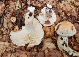 Hygrophorus poetarum