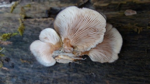 Sarcomyxa serotina