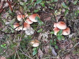 Hypholoma lateritium