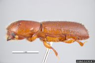 Xyleborus monographus
