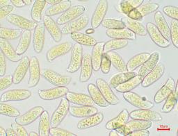 Dacrymyces chrysospermus