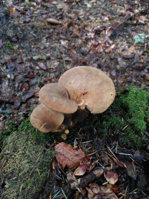 Tapinella atrotomentosa