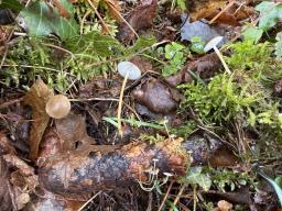 Strobilurus esculentus