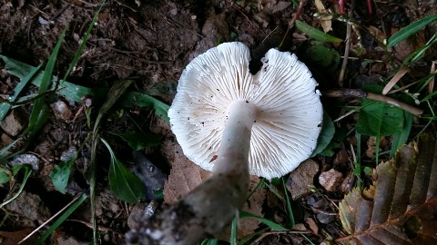 Tricholoma columbetta