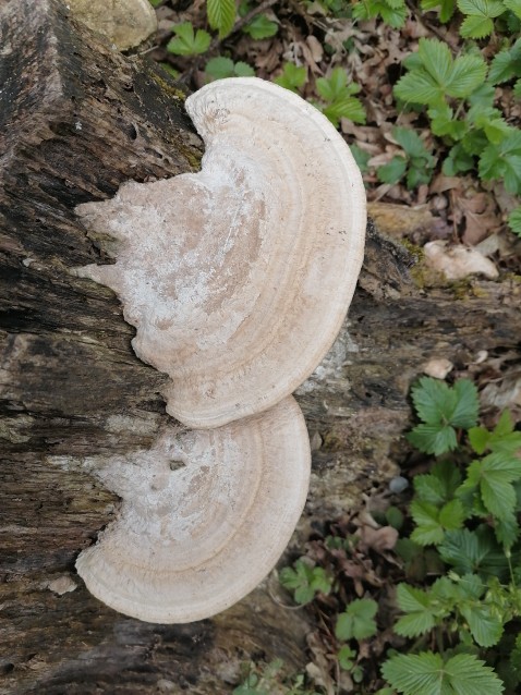 Trametes gibbosa