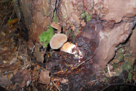 Imleria badia