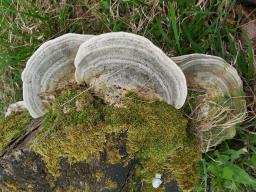 Trametes gibbosa