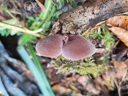 Auricularia auricula-judae